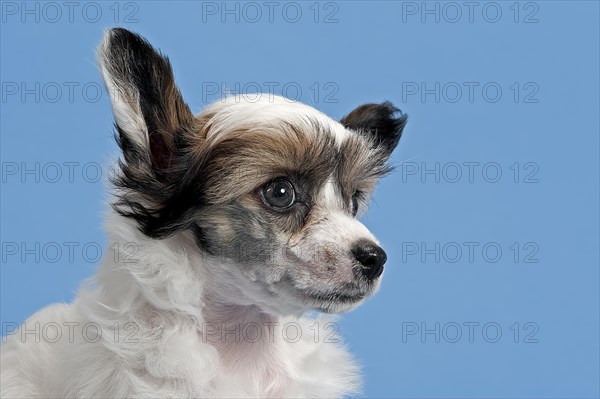 Chinese Crested Dog