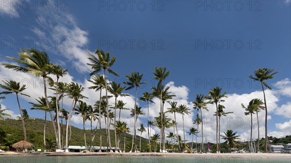 Palm trees on the beach