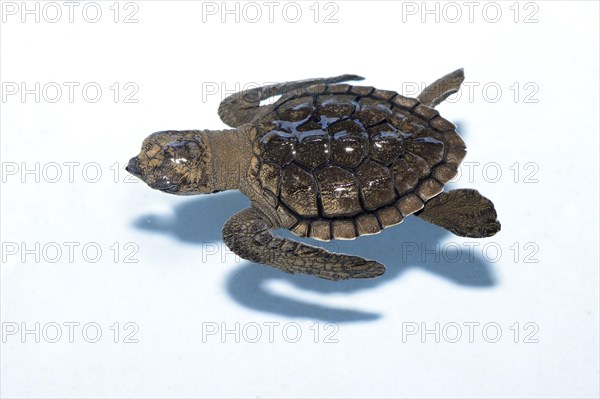 Olive ridley sea turtle (Lepidochelys olivacea)