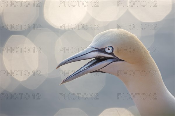 Northern Gannet (Morus bassanus)