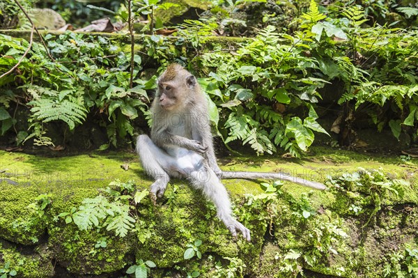 Long-Tailed Macaque or Crab-eating Macaque (Macaca fascicularis)