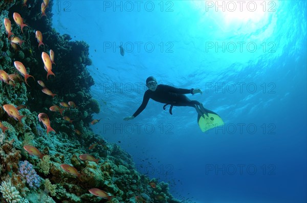 Freediver diving at coral reef