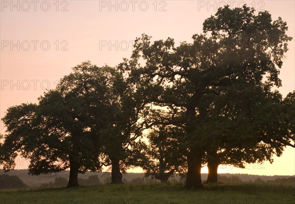 Oak trees at sunrise