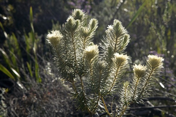 Feathead (Phylica pubescens) Cape Province