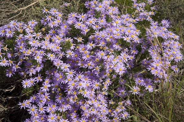 Bush Felicia (Felicia fruticosa)