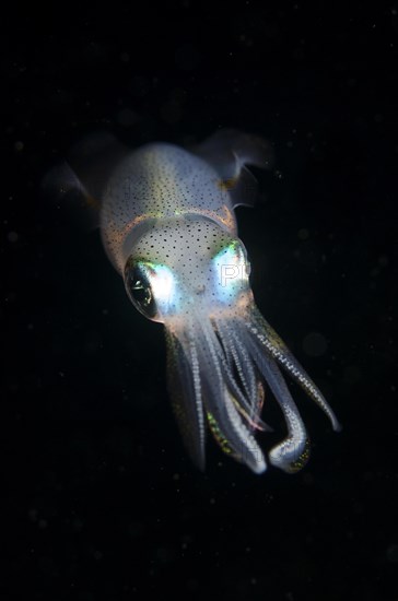 Bigfin Reef Squid (Sepioteuthis lessoniana)