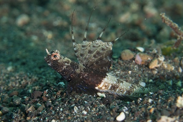 Scaleless Shrimpgoby (Tomiyamichthys nudus)