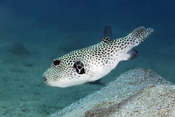 Stellate puffer (Arothron stellatus)