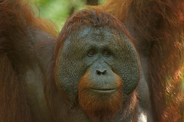 Bornean Orangutan (Pongo pygmaeus)