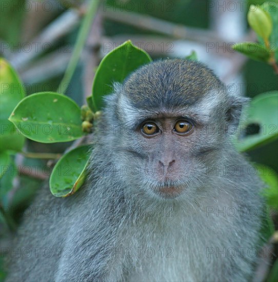 Crab-eating Macaque (Macaca fascicularis)