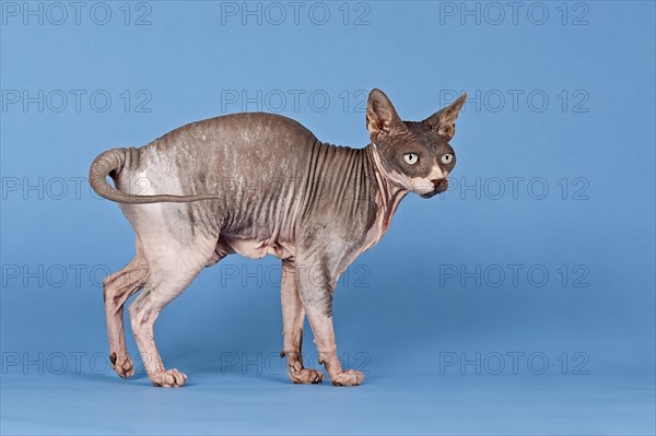 Canadian Sphynx cat