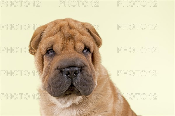 Shar Pei puppy