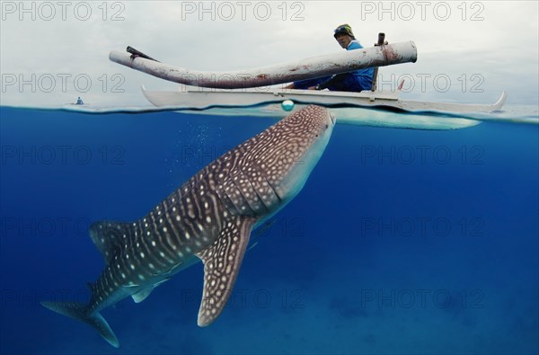 Whale shark (Rhincodon typus) Bohol Sea