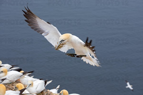 Northern Gannet (Morus bassanus)