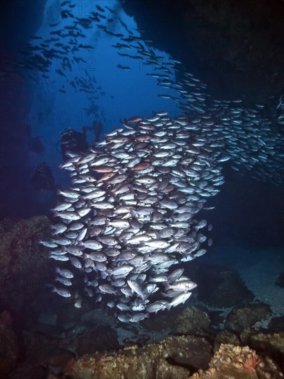 School of Jordan's snappers (Lutjanus jordani) with divers at a rock