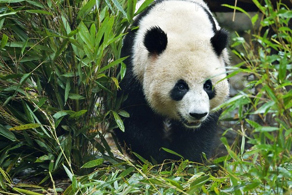 Giant Panda (Ailuropoda melanoleuca)