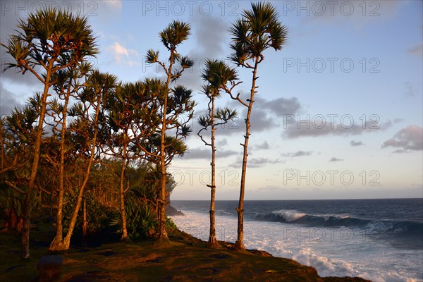 Palm trees