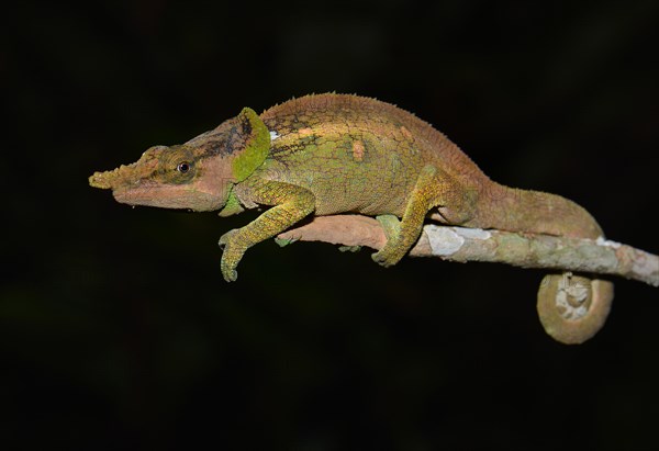 Green-eared Chameleon (Calumma malthe) in the rainforest