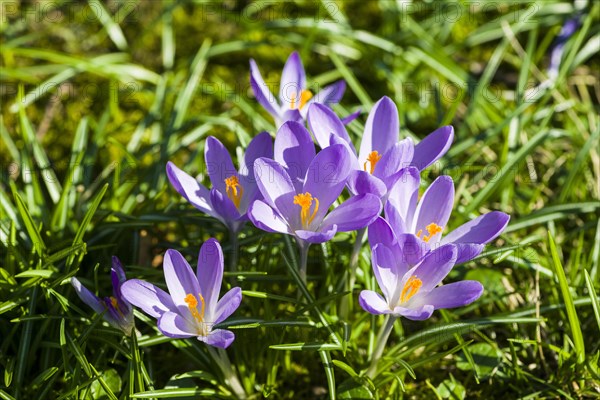 Purple Crocuses (Crocus tommasinianus) blooming in a meadow