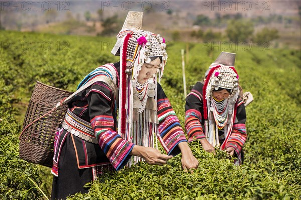 Akha hill tribe women picking tea