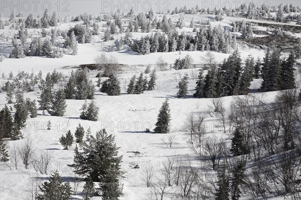 Tree line