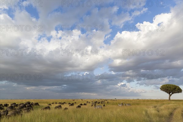 Blue Wildebeests (Connochaetes taurinus albojubatus)