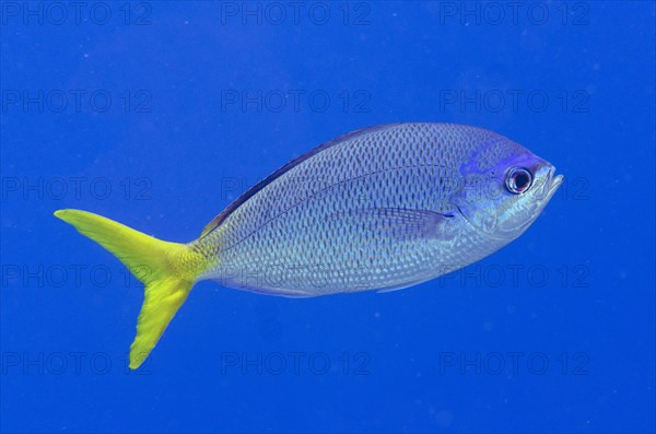 Yellowtail Fusilier (Caesio cuning)