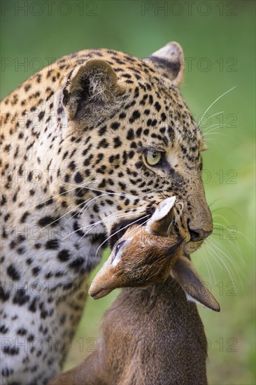 Leopard (Panthera pardus) with captured Kirk's Dik-dik (Madoqua kirkii)