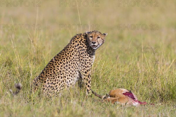 Cheetah (Acinonyx jubatus) with Thomson's Gazelle (Eudorcas thomsonii) as prey