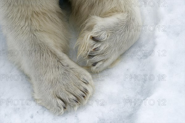 Paws in the snow