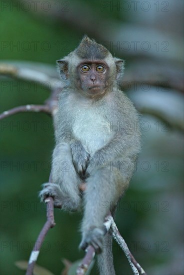 Crab-eating Macaque (Macaca fascicularis)