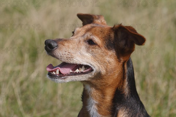 Spitz Pinscher Mixed Breed