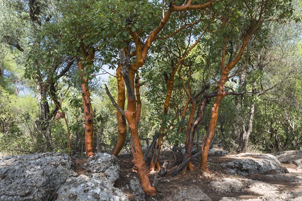 Greek Strawberry Tree (Arbutus andrachne)