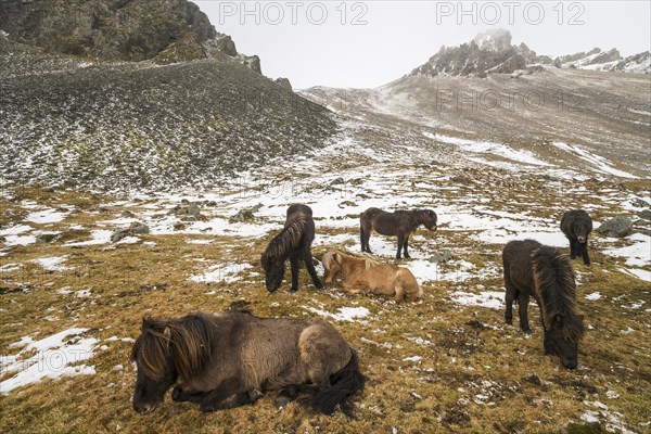 Icelandic horses in winter in front of snowy mountains