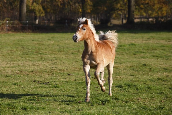 Haflinger horse