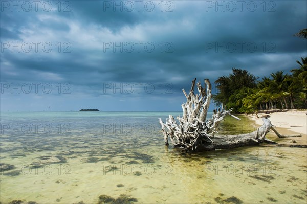 Dead tree on Micro beach