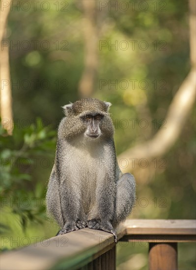 White-lipped Guenon