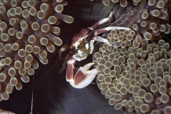 Porcelain Anemone Crab (Neopetrolisthes maculatus) in anemone