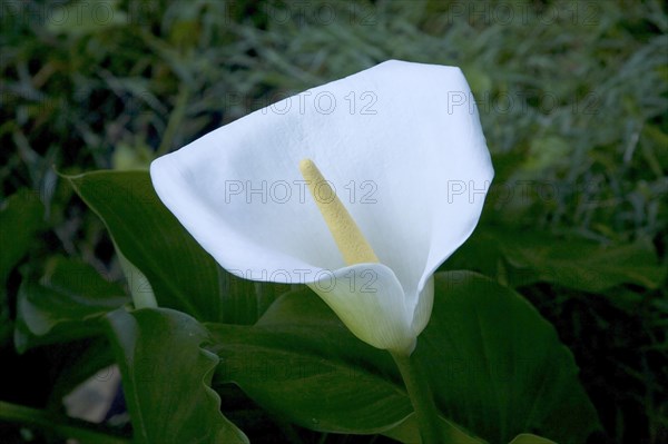 Calla (Zantedeschia aethiopica)