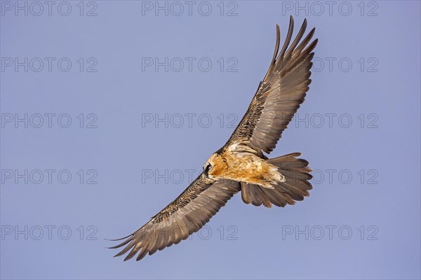 Bearded Vulture (Gypaetus barbatus) in flight