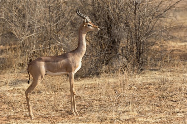 Gerenuk (Litocranius walleri) adult male