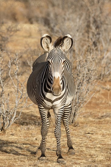 Grevy's Zebra (Equus grevyi)