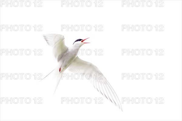 Arctic Tern (Sterna paradisaea) adult