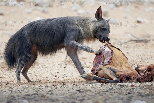 Brown Hyena (Hyaena brunnea) adult