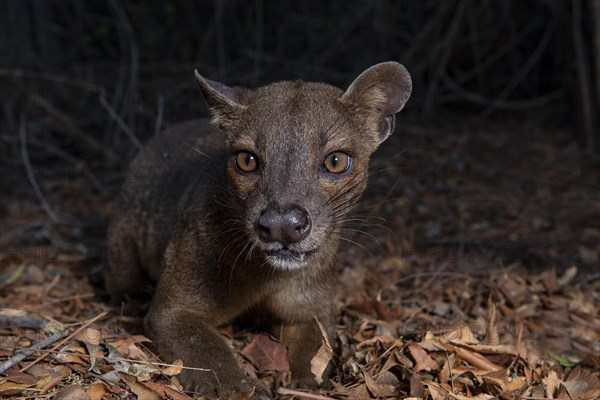 Fossa (Cryptoprocta ferox) in the dry forests of West-Madagascar