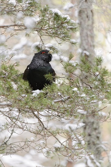 Western Capercaillie (Tetrao urogallus urogallus) adult male