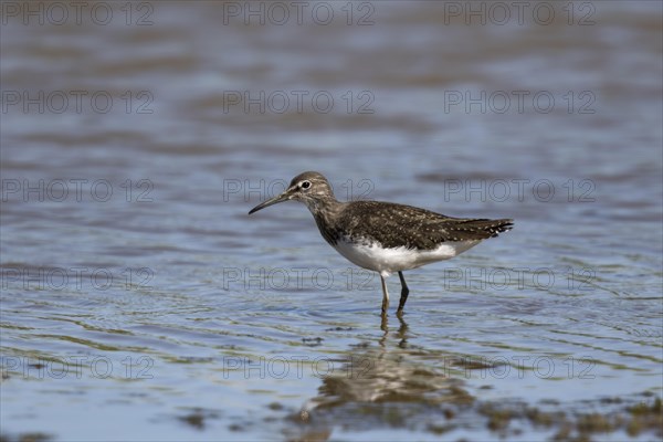 Green Sandpiper (Tringa ochropus) standing in Water