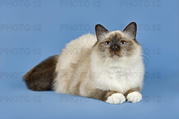 Birman Cat