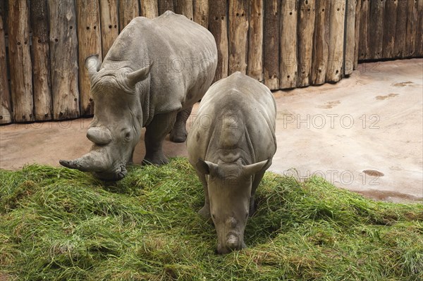 White Rhinoceros (Ceratotherium simum) with young