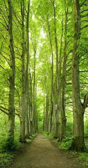 Forest road lined with old high linden trees